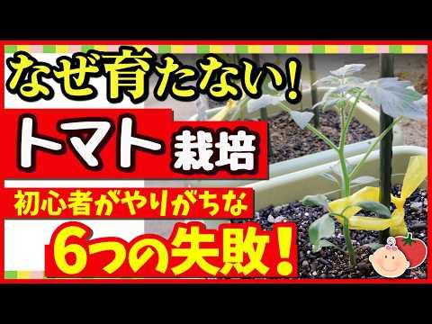 トマトをたわわに実らせる！初心者が見落としやすい6つの落とし穴と育て方のコツ【家庭菜園】
