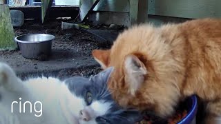 House Cat Brings Stray Cat Out of Her Shell | RingTV