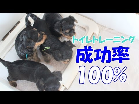 トイレトレーニングスタート！！ - YouTube