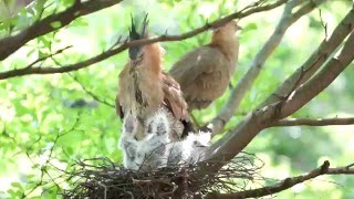黑冠麻鷺公母鳥交接班公鳥育雛1050503