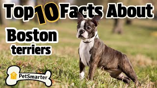 10 Boston Terrier Facts That Will Amaze You