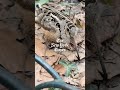 Bopping Birds Draw Paparazzi to a NYC Park