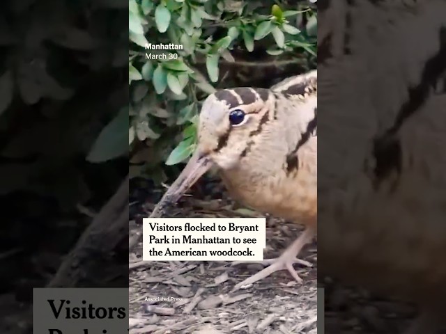 Bopping Birds Draw Paparazzi to a NYC Park