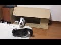 赤ちゃん猫の時から届かない猫パンチの応酬がかわいい