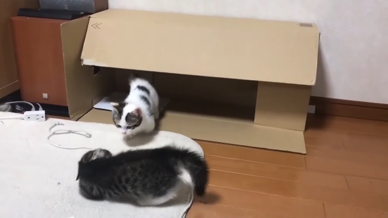 赤ちゃん猫の時から届かない猫パンチの応酬がかわいい - YouTube