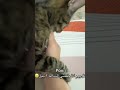 ولك نامي لايك Cat اكسبلور Explore Fyp Trending Viral 