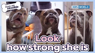 Look. How strong she is😤 [Dogs Are Incredible : EP.215-2] | KBS WORLD TV 240416