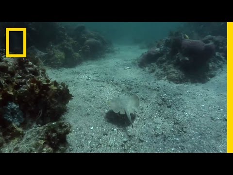 Great White Amy | National Geographic