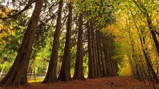 Avondale House and Forest Park, Wicklow - Home of Charles Parnell