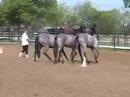 Hipolita H: Revised, pre andalusian mare