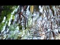 Babbling brook  water sounds   nature sounds  sleep meditation  calming music  asmr  