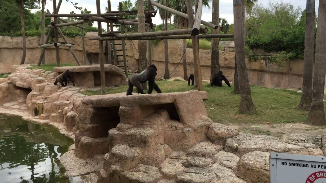 Ohio Zoo Gorilla attacks baby!!!