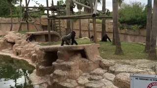 Ohio Zoo Gorilla Attacks Baby