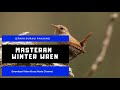 Terapi Suara Burung Biar Cepat Gacormasteran Winter Wren Durasi Panjang Omkicau(.mp3 .mp4) Mp3 - Mp4 Download