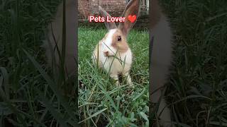 #petlover #babyanimal #viral #rabbit #babyrabbit #animallover @jeweltanvir