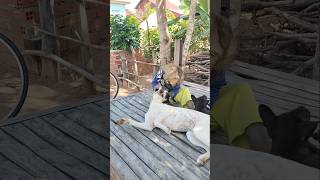 Super SokYaa,OG, ToTo Animals Are So Awesome #shorts