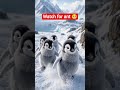 SAWARE Sad Song 🥺 | Cute Penguin Emotional Video 🐧❄️ | Viral #Shorts