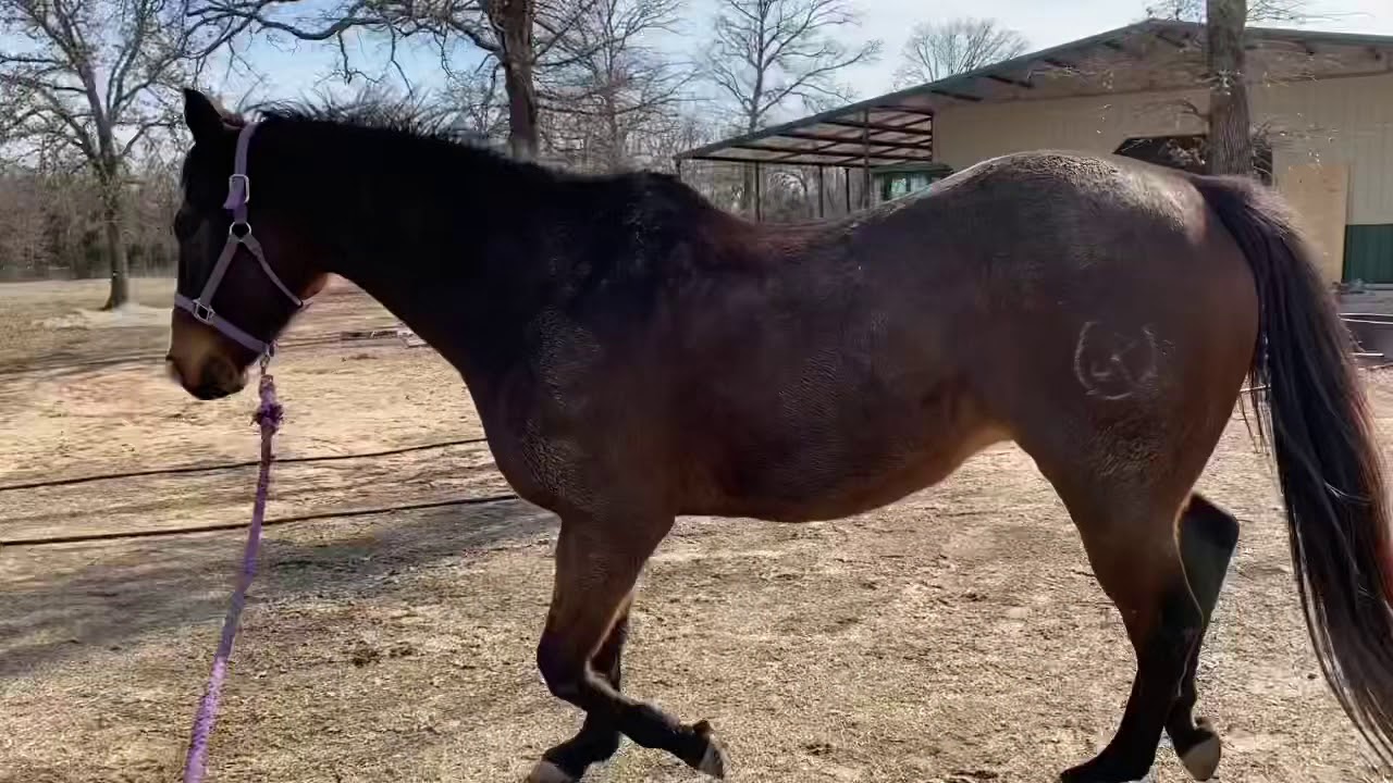 Summit injection progress on my horse! - YouTube