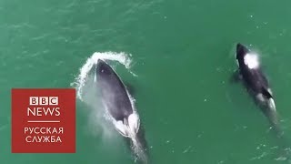 Китовая тюрьма: почему Росрыболовство продолжает ловить косаток