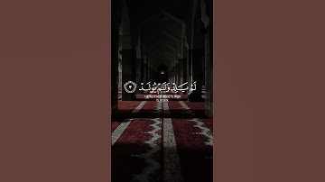 سورة الاخلاص بصوت القارئ ماهر المعيقلي | راح نفسيه #سورة_الإخلاص #ماهر_المعيقلي #القرآن_الكريم