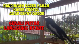 PANCINGAN KACER BAHAN KACER MALAS BUNYI BIAR CEPAT GACOR