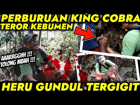 HERU GUNDUL TERGIGIT !!! KING COBRA BESAR HANTUI PEMUKIMAN DI KEBUMEN