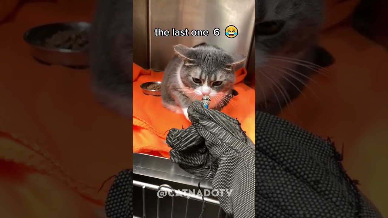 funny cat videos 😂😂😂