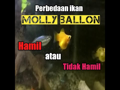 Video: Cara Menentukan Kehamilan Molly