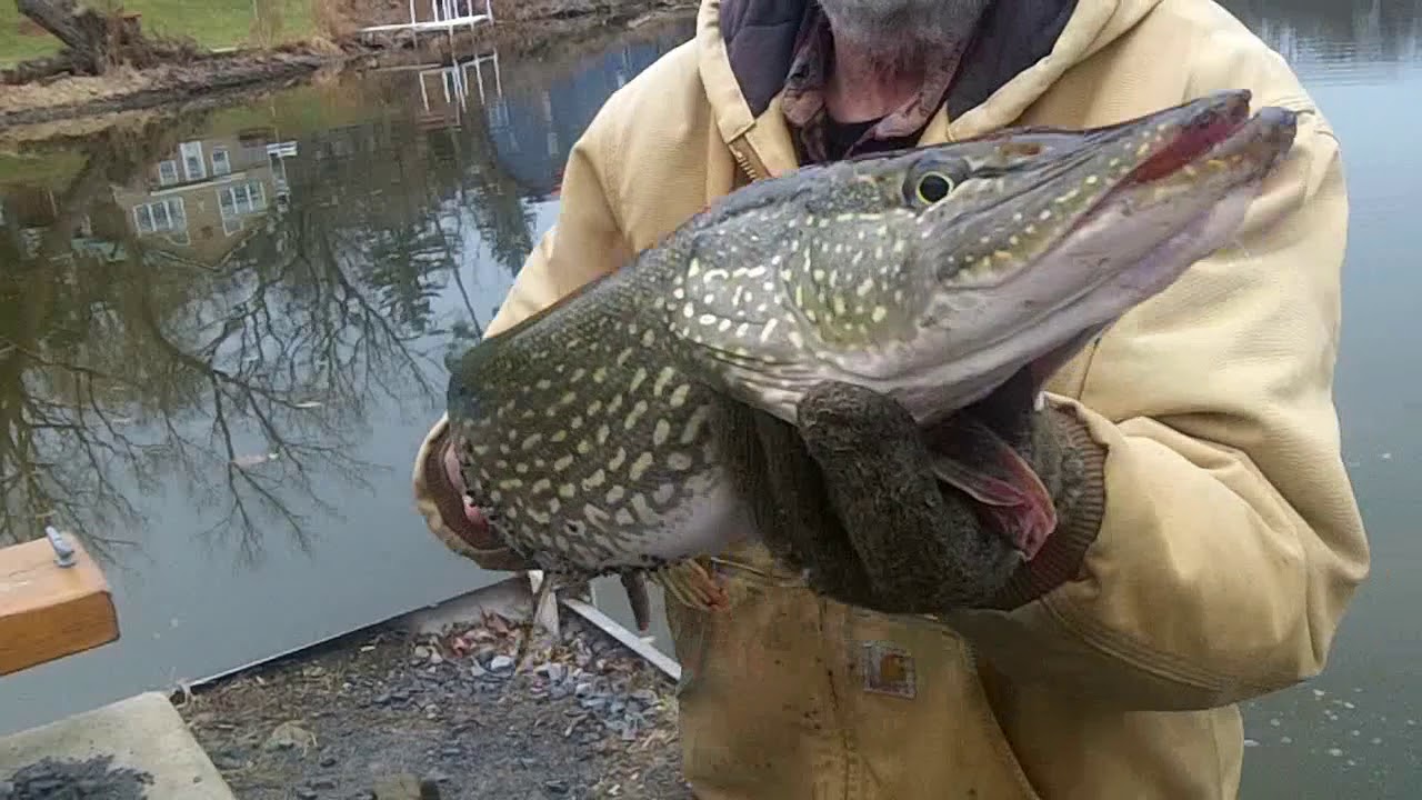 Nice Pike No Skunk Fishing River