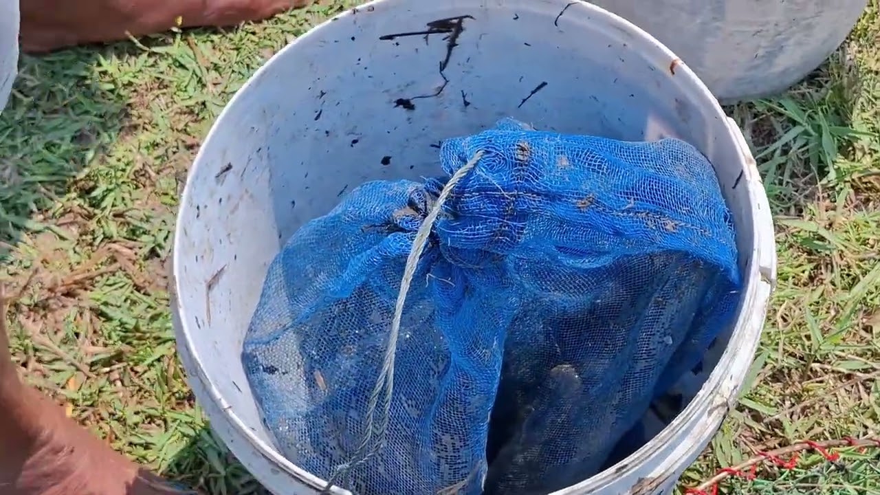 #เหมาสระ999 #บักเชียงมันตายแล้ว #คุ้มใหม #ลุ้นๆ #โชคดี #ฟลุ๊ค #เยี่ยมมาก #catchfish #what  #lucky 