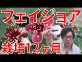 フェイジョア栽培12ヶ月　フェイジョアの育て方【feijoa】