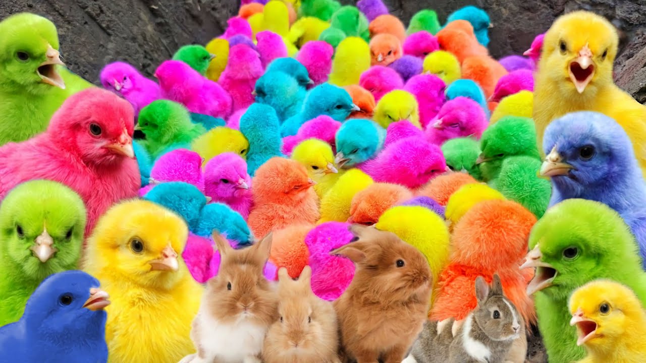 Catch Cute Chickens, Colourful chickens, Rainbow Chicken, Rabbits, Cute.