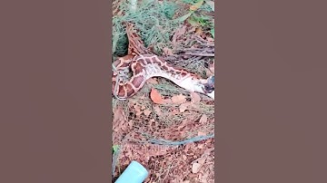 big python consuming 2 HUGE SIZE DUCK.full video on our channel #malayalam #snakerescue #snakevideo
