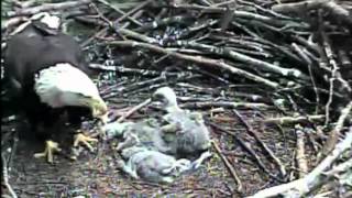 AEF eagle nest cam, warning looks like baby eaglet stuck:(,21/5/2012