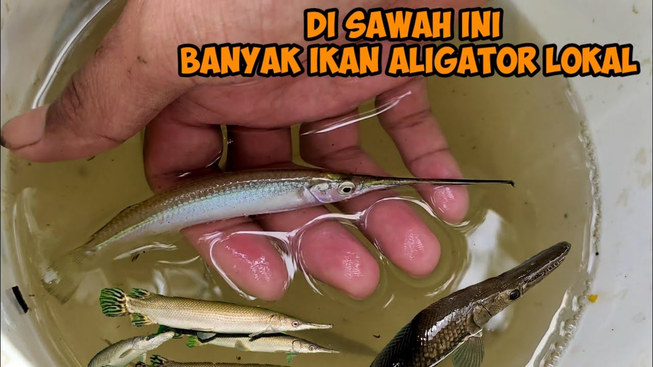 BERBURU IKAN UNTUK ISI KOLAM AIR PAYAU MENEMUKAN IKAN ALIGATOR LOKAL DISAWAH