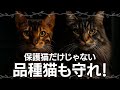 野生の血を持つ品種猫たちの知られざる歴史と進化