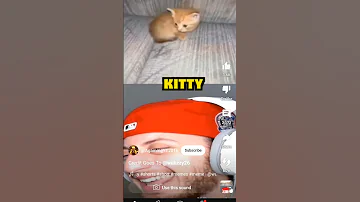 Aww Kitty Aaaaaaaaaaaaaaaaaaaaa Funny Memes Aww Kitty Aaaaa Shorts 
