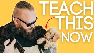 3 Easy Things to Teach Your New Puppy