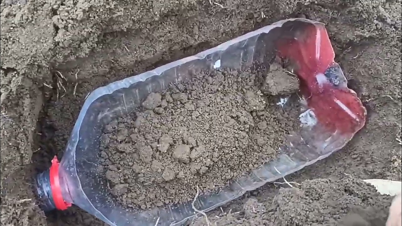 Борба със сляпо куче- метод за предпазване на луковици