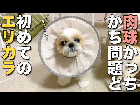 シーズー】肉球かっちかち問題と、初めてのエリカラ！www【411】 - YouTube