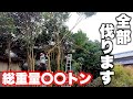 【師走の大伐採】不要木、迷惑木すべて伐採します