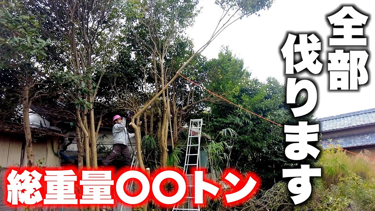 【師走の大伐採】不要木、迷惑木すべて伐採します