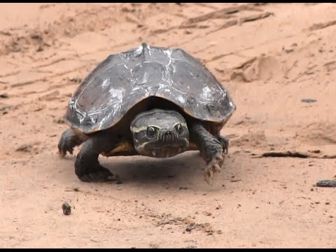 เพลง เต่า เอ๋ย เต่า เต่ามันมีสี่ขา เพลงเด็กอนุบาล turtle