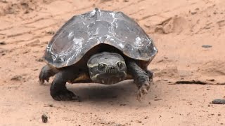 เพลง เต่า เอ๋ย เต่า เต่ามันมีสี่ขา เพลงเด็กอนุบาล turtle