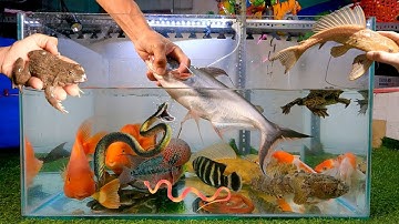 Tổng hợp các loại cá cảnh đẹp, cá mập nước ngọt khổng lồ, hồng két king kong, ếch, rắn