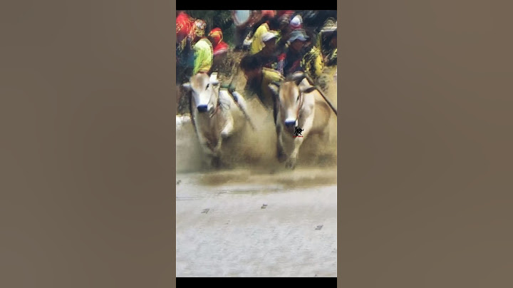 Traditional Sport Cow Racing ❗Pacu Jawi