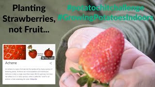 Planting Strawberries, not Fruit!!!