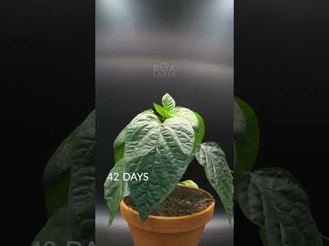 Video: Hvordan dyrker du et koreansk grantre fra frø?