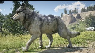 Wolves  Red Dead Redemption 2  Wolf pack