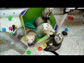 Extreme Makeover Ferret Edition!